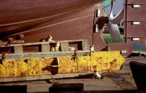 Katzen im Hafen von Essaouira