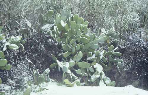 Feigenkaktus im Schnee