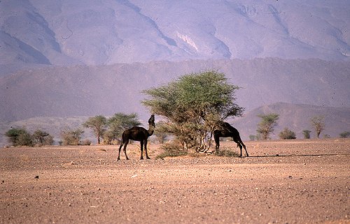 Weidende Kamele bei Foum Zguid.