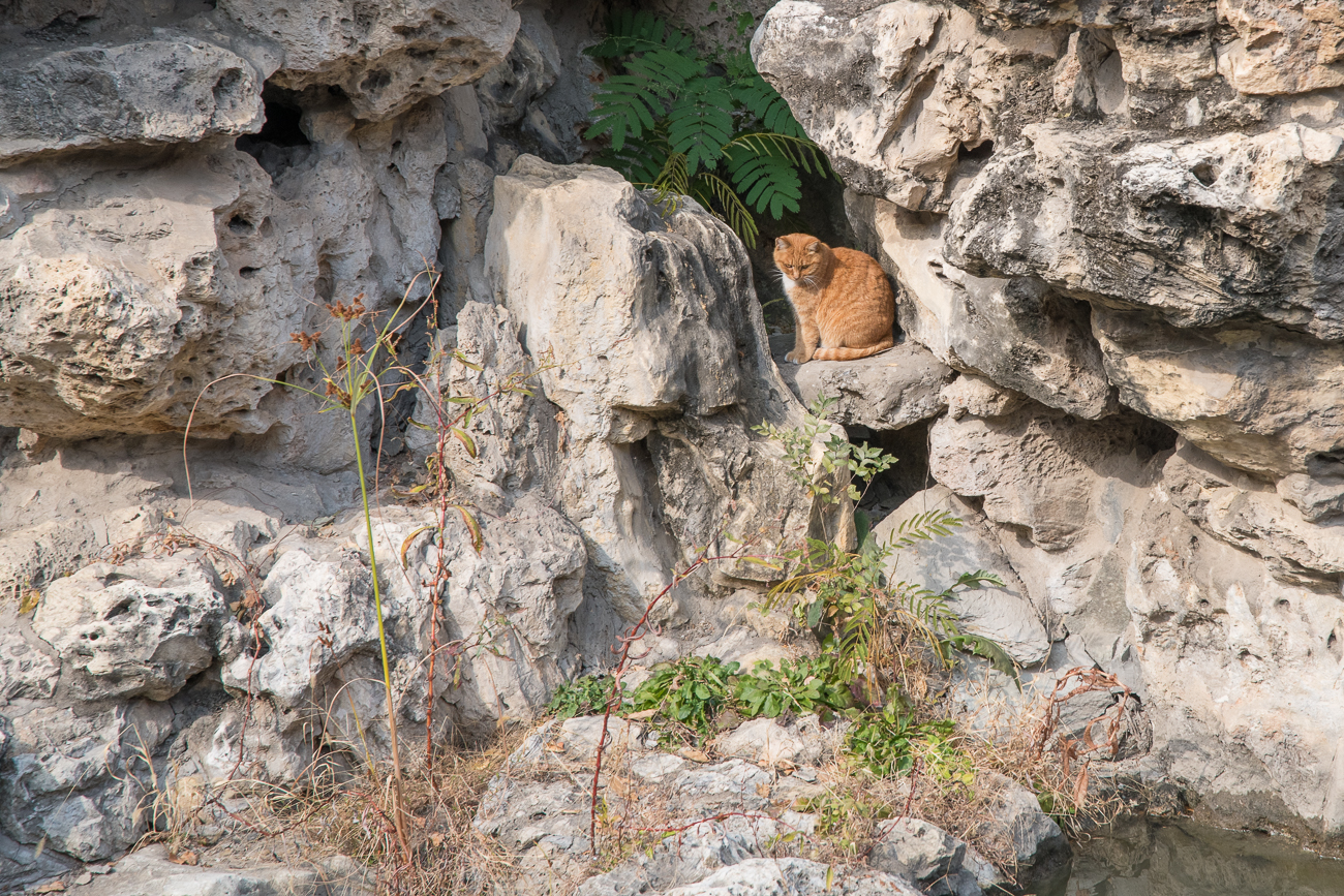 ... ob die Katze nach den Fischen späht?