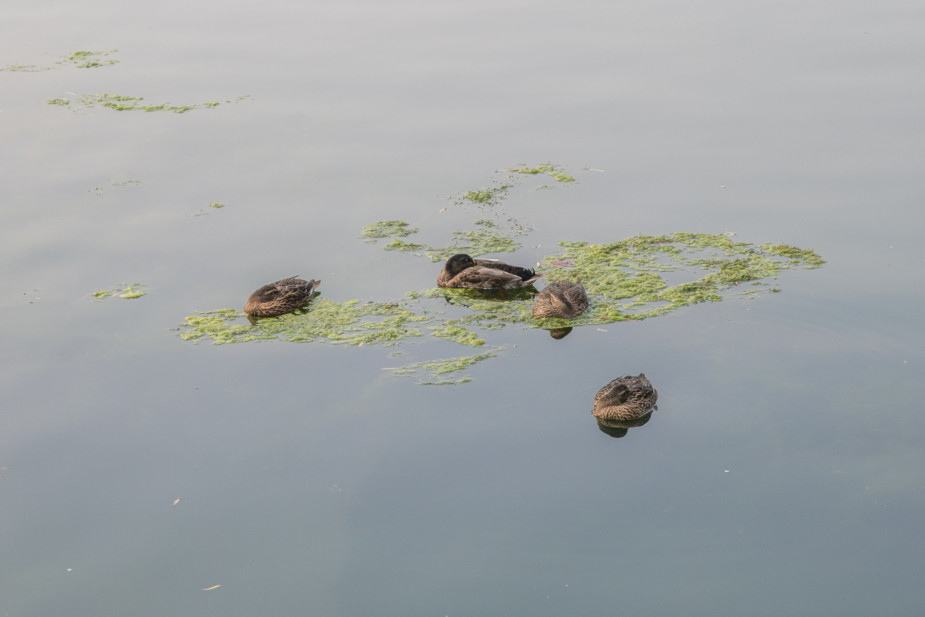 Peking-Enten? ;-)