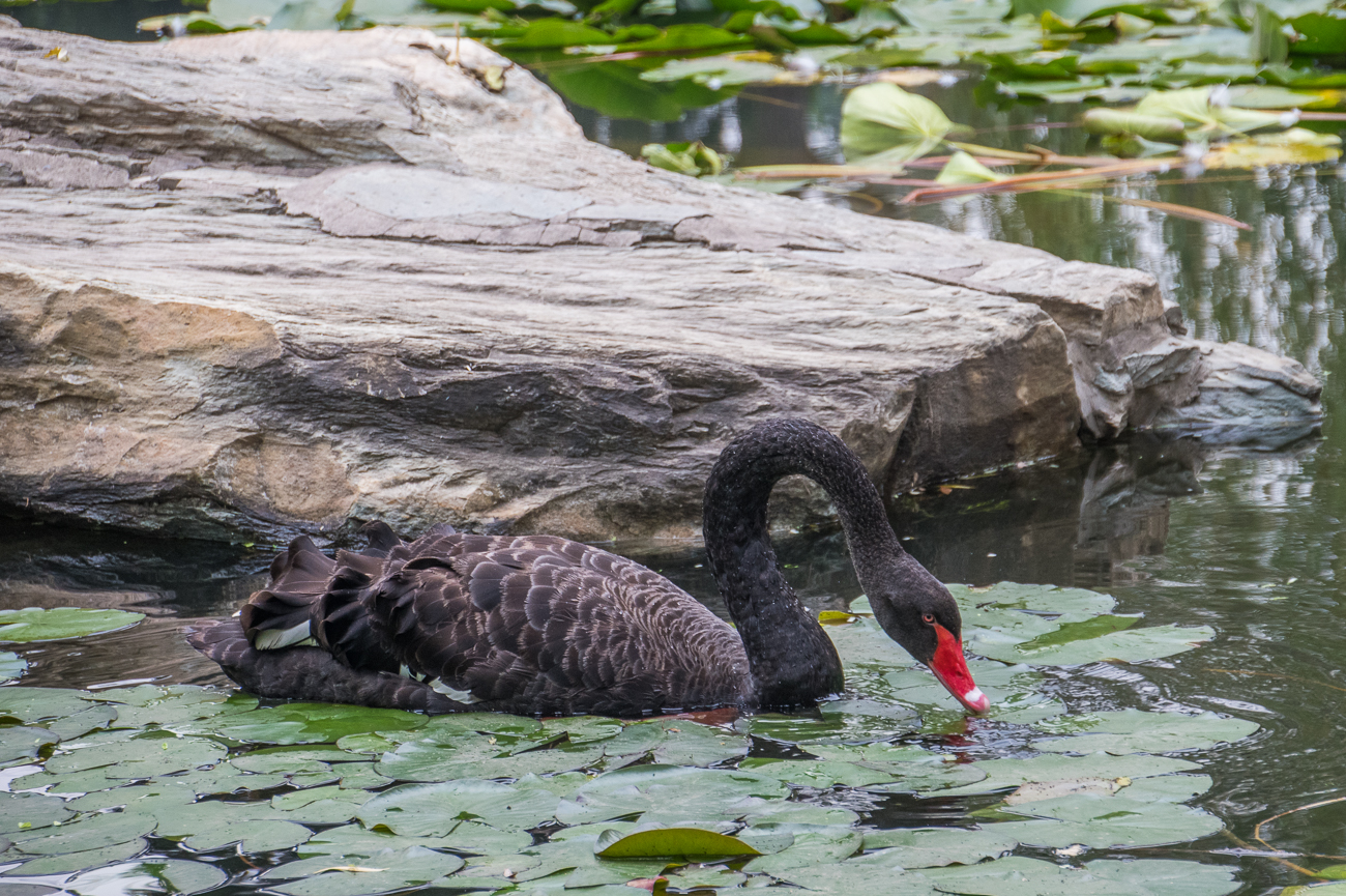 Schwarzer Schwan ...