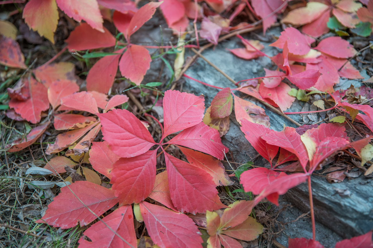 Herbstlaub, passend zum Wetter