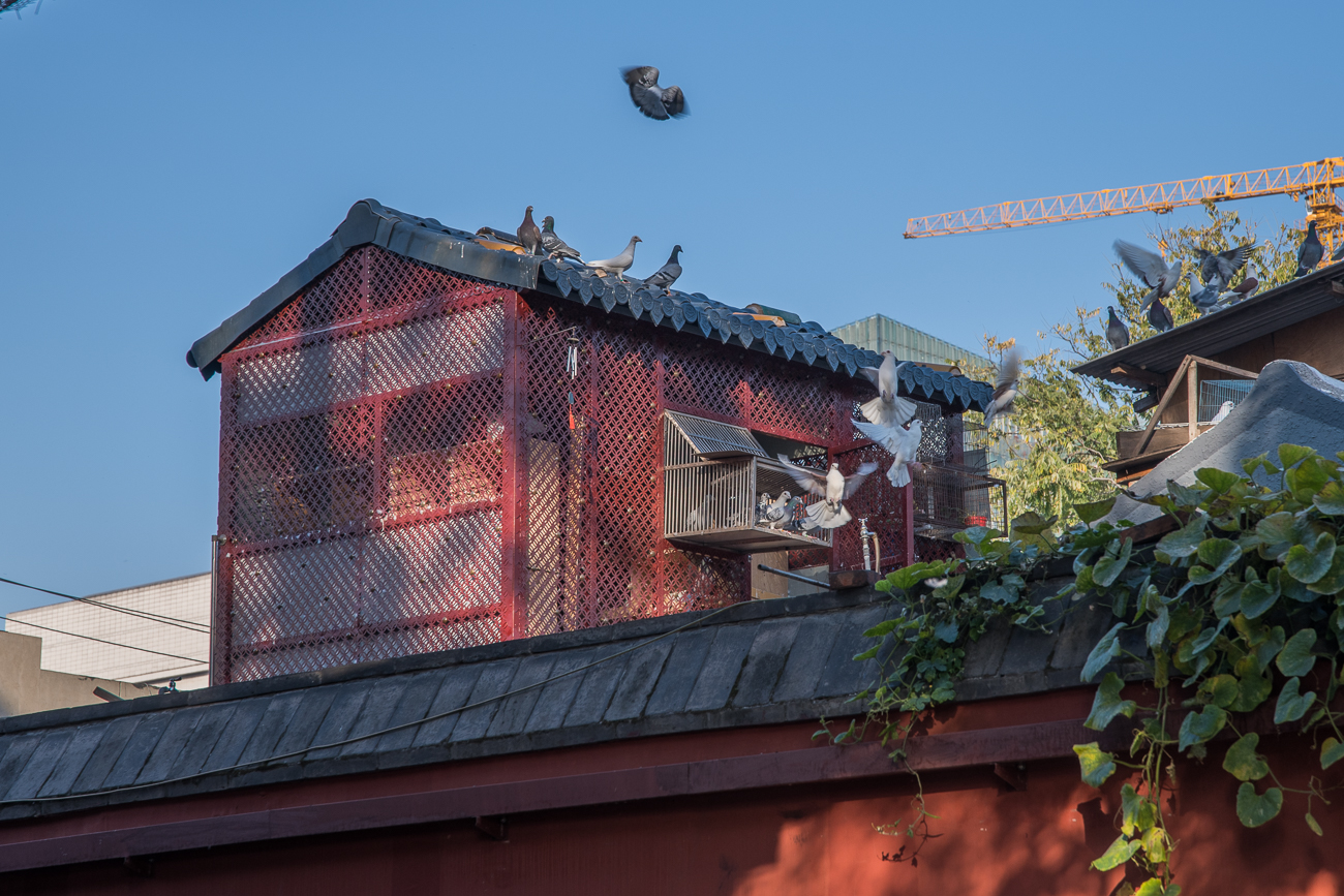 Taubenschlag mit abfliegenden Tauben