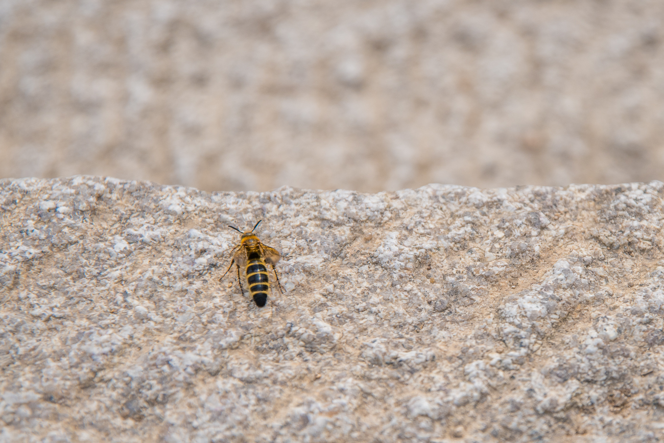 Biene (oder Wespe?) auf dem Weg