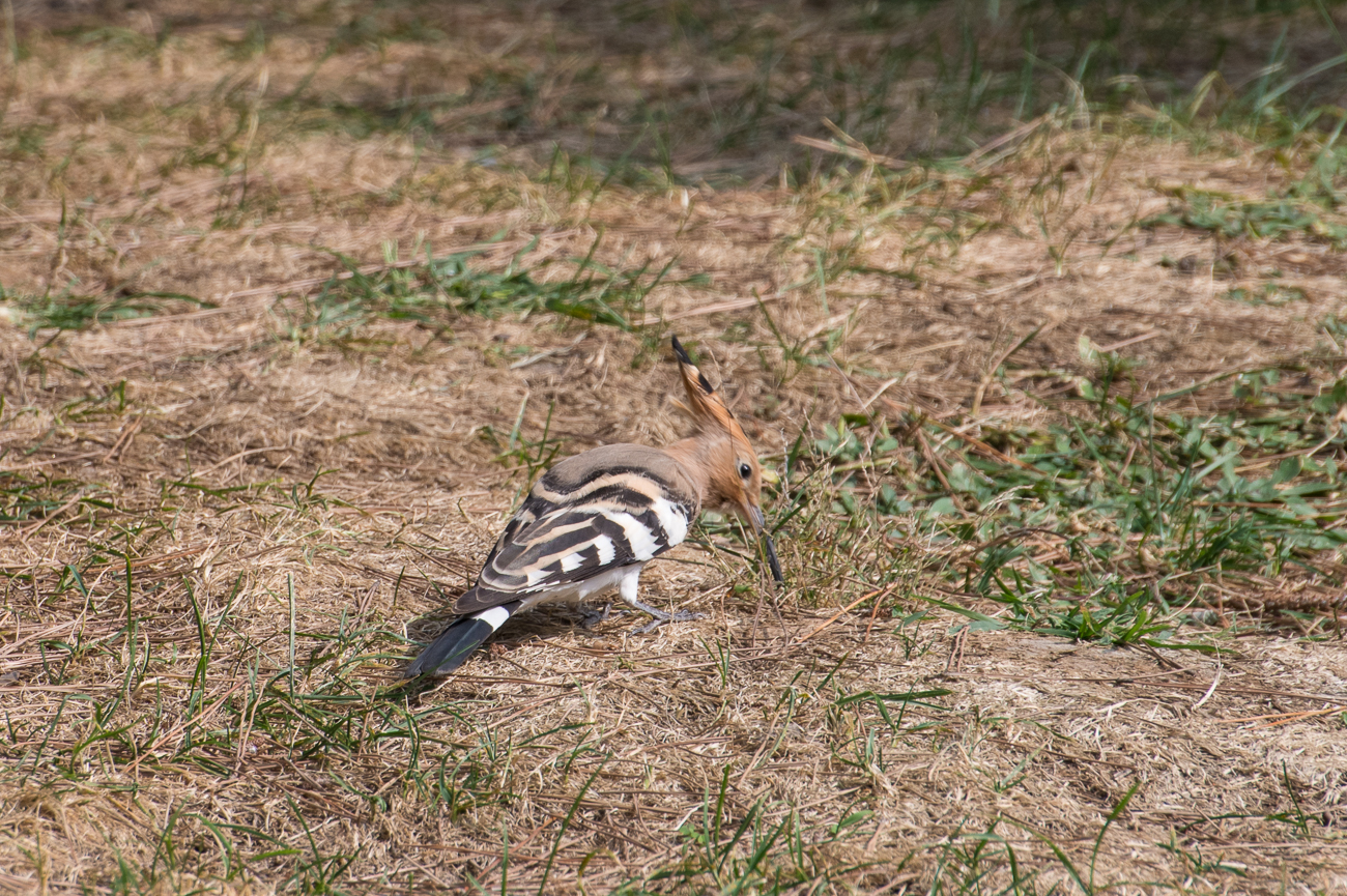 Ein Wiedehopf in einem kleinen Park in der Stadt