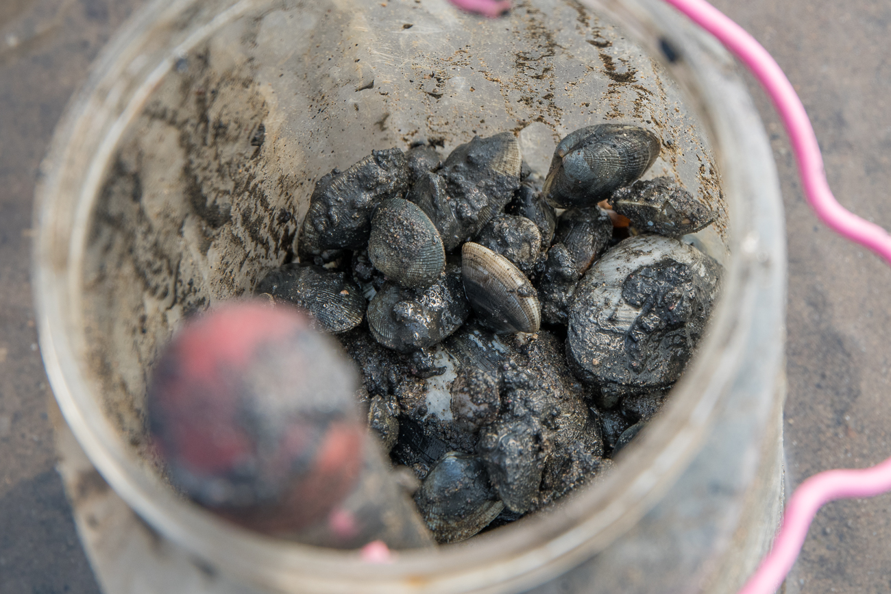 ... Muscheln zum Verspeisen