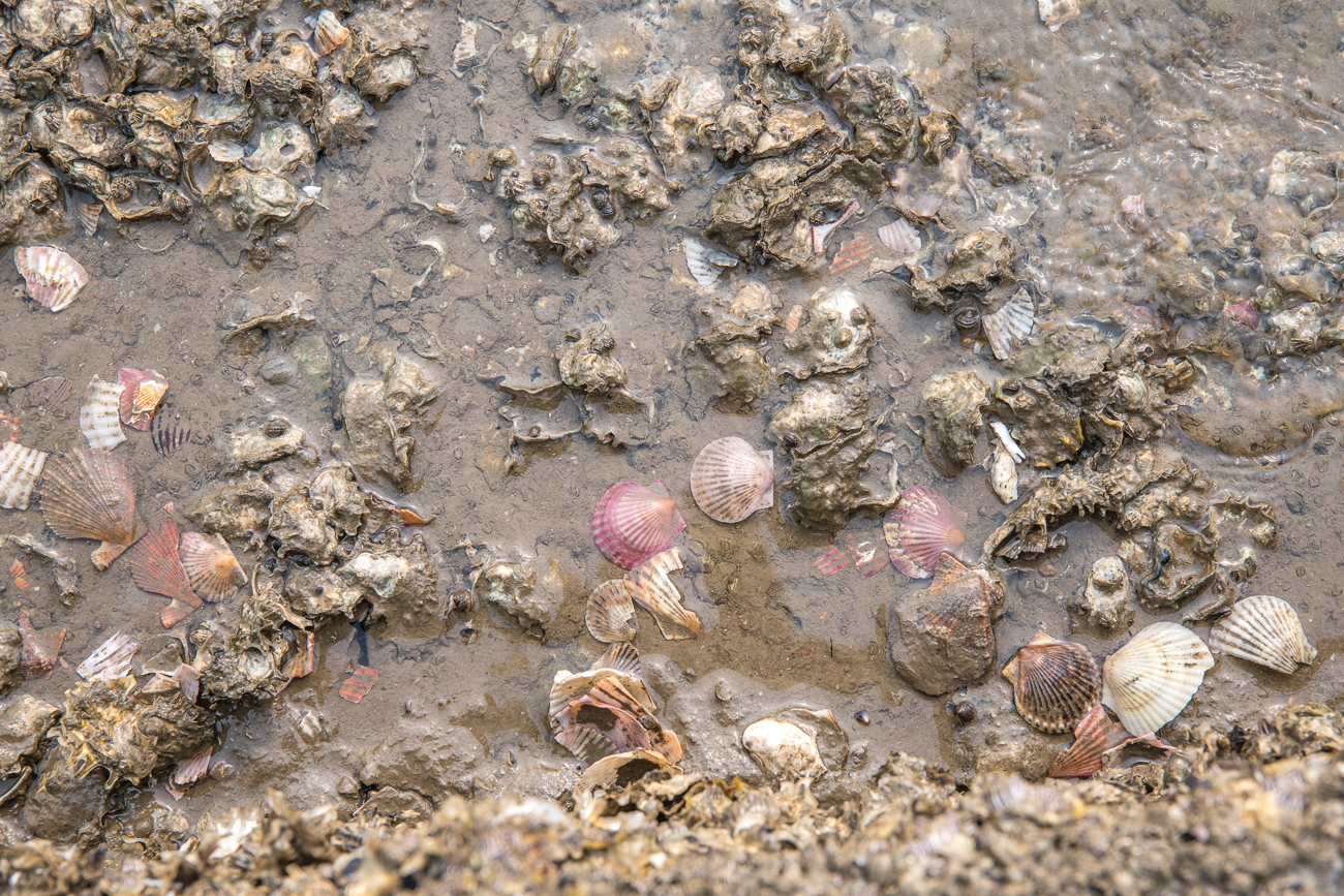 Diese Muschelnschalen sind bereits leer