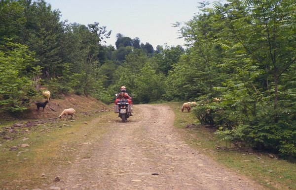 Allerlei Tiere kreuzen unseren Weg