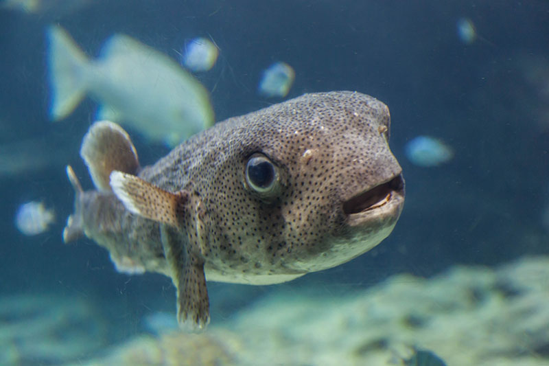 Kugelfisch