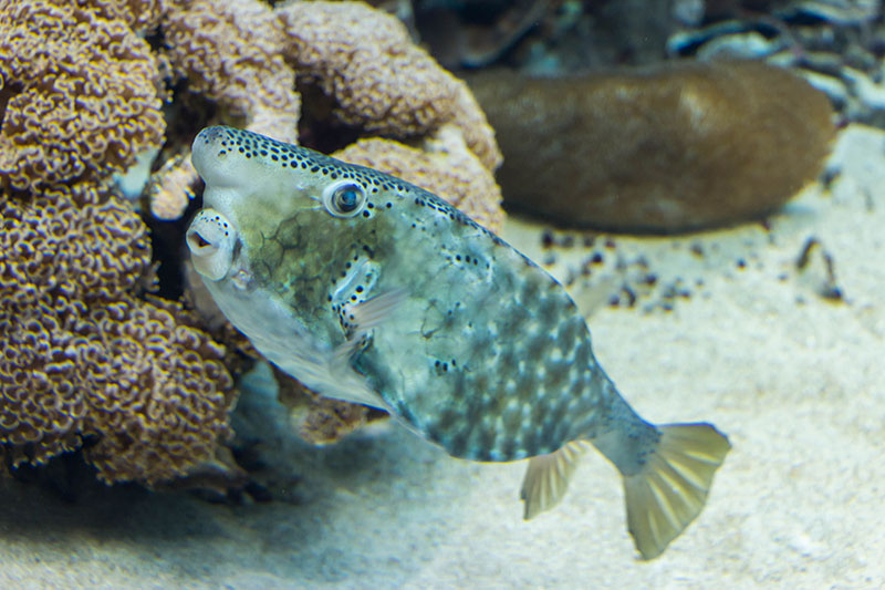 Fisch ;-)