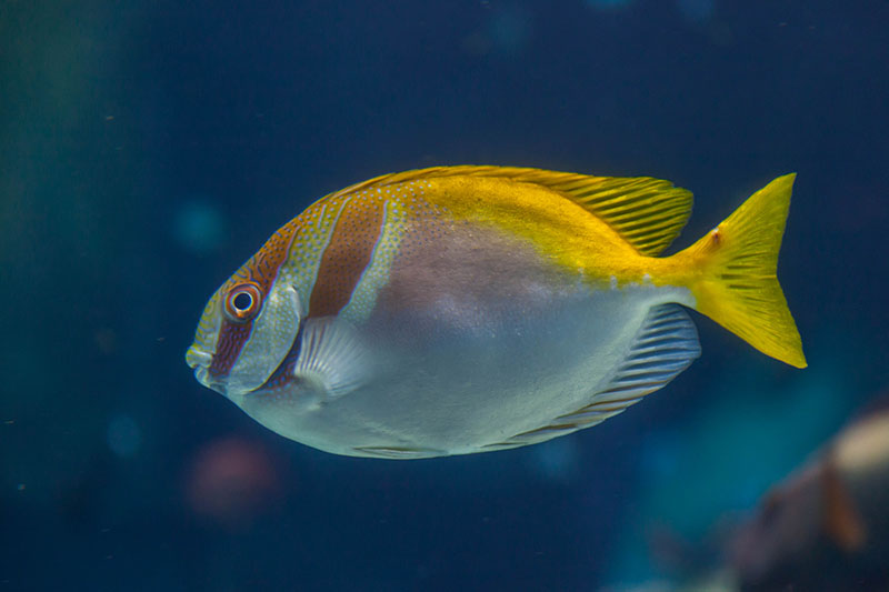 Fisch ;-)