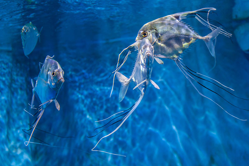 Fische ;-)