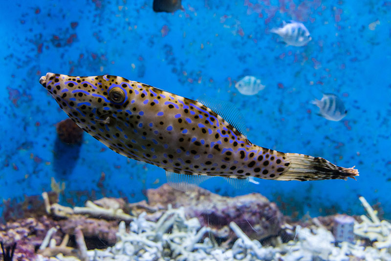 Fisch ;-)