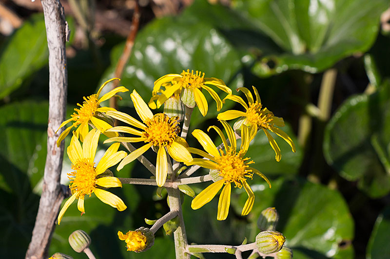 Überall stehen diese gelben Blumen ...