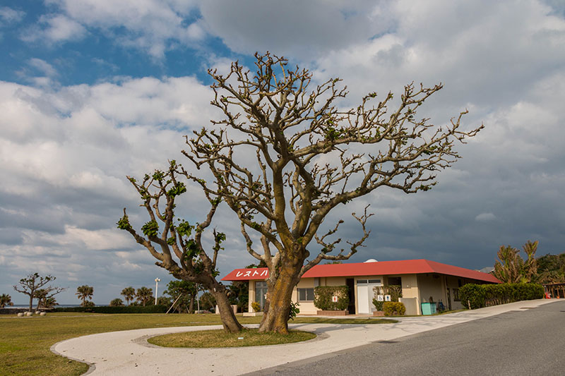 Auffallender Baum