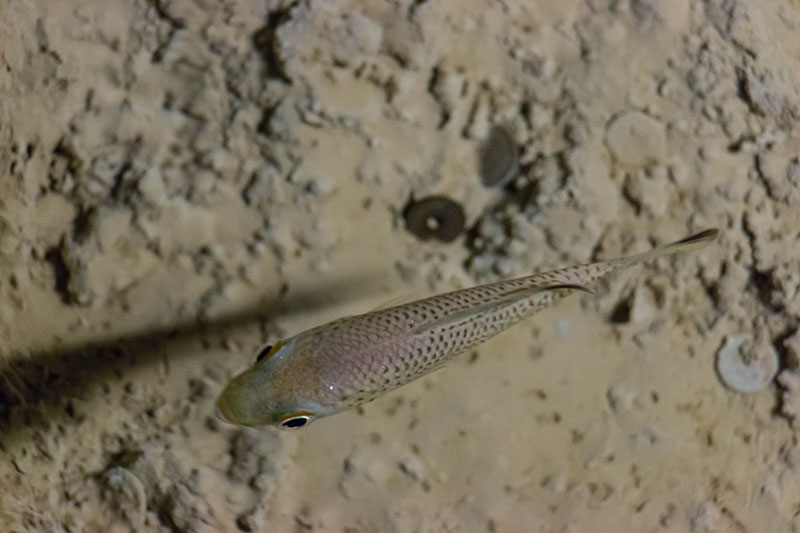 Höhlenfisch