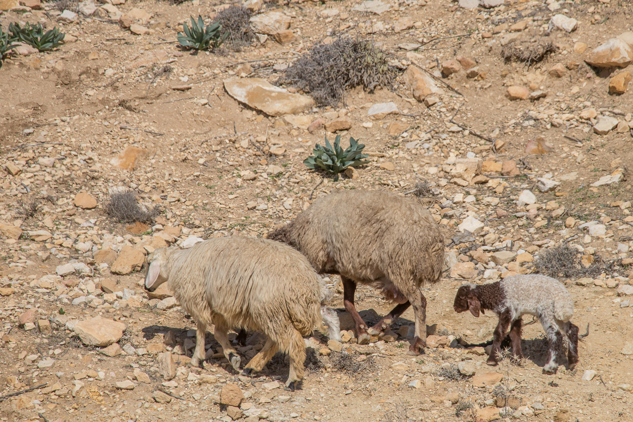 Schafe mit Nachwuchs 