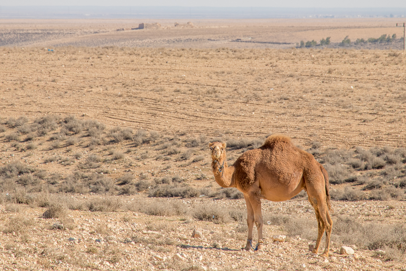 Kamel am Wegesrand 