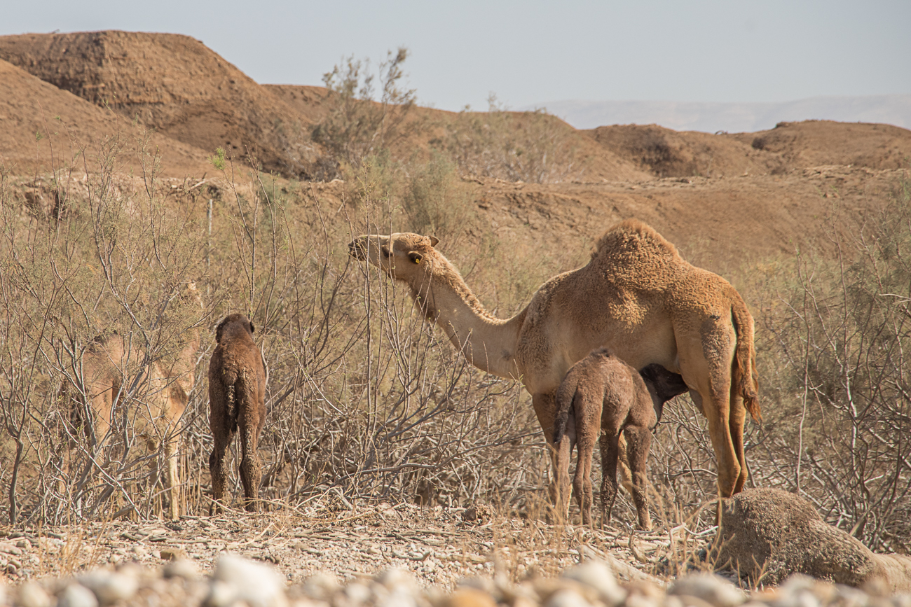 Kamel mit Nachwuchs 