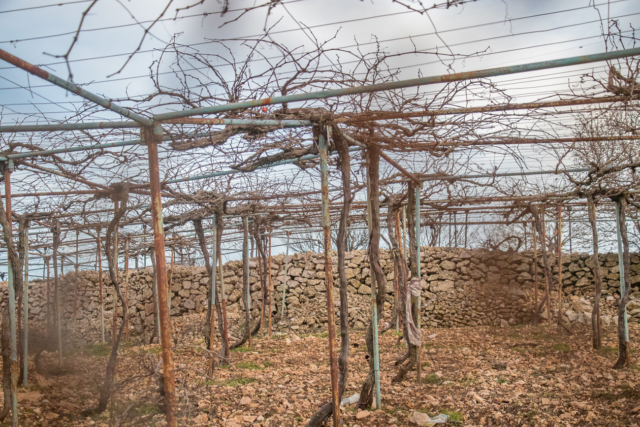 In Jordanien wird auch Wein angebaut - Verkostung gibt es später 