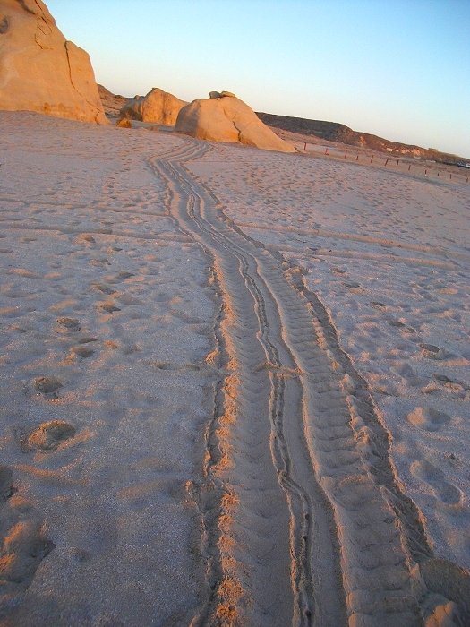 ... Spuren einer Schildkröte am Strand(Foto: Gerd)