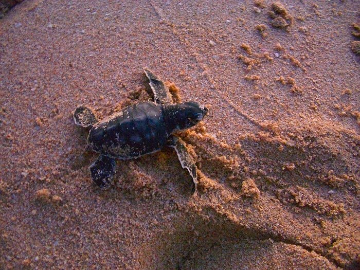 Der Schildkröten-Nachwuchs ist auch schon unterwegs(Foto: Gerd)