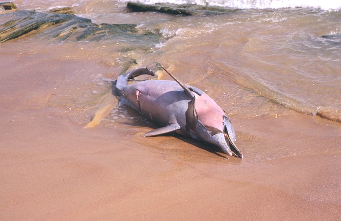 Makabrer Fund, ein toter Delfin