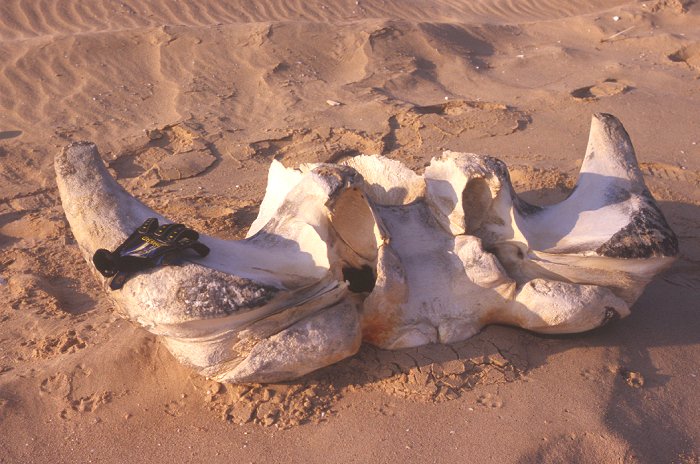 Knochen eines Wales. Zum Größenvergleich liegt mein Handschuh darauf