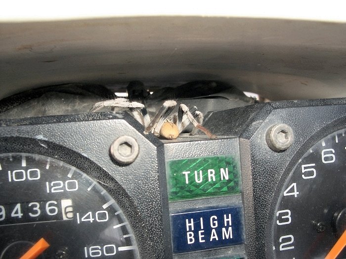 ... sondern ein tierisches Problem. Eine Spinne krabbelte während der Fahrt aus dem Cockpit und Daniela gab keine Ruhe, bis das Tier entfernt wurde. Die Spinne versuchte sich jedoch unter dem Tank zu verstecken ;-)(Foto: Gerd)