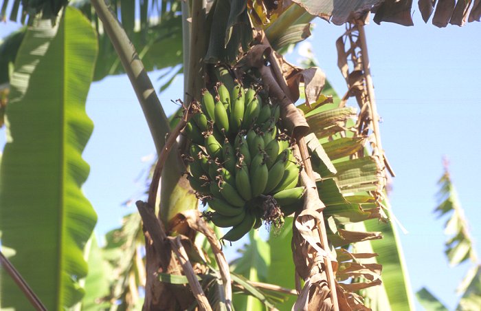 ... und Bananenstauden