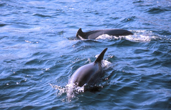 Flippers Kollegen sind hier zahlreich Vertreten