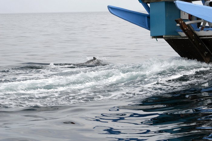 Delfin im Kielwasser 