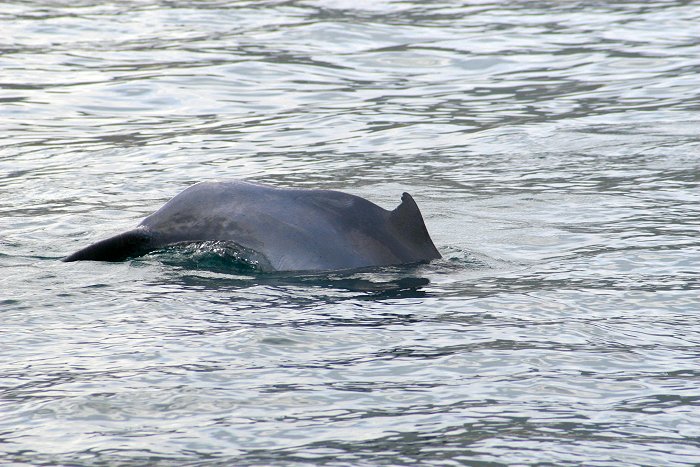 Flipper unterwegs