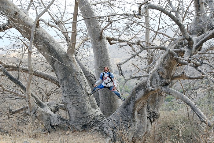 Einer der Baobabs bei Mirbat