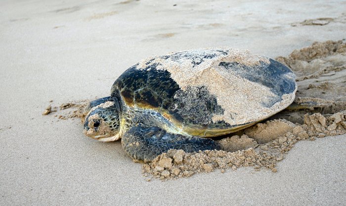 Schildkröte