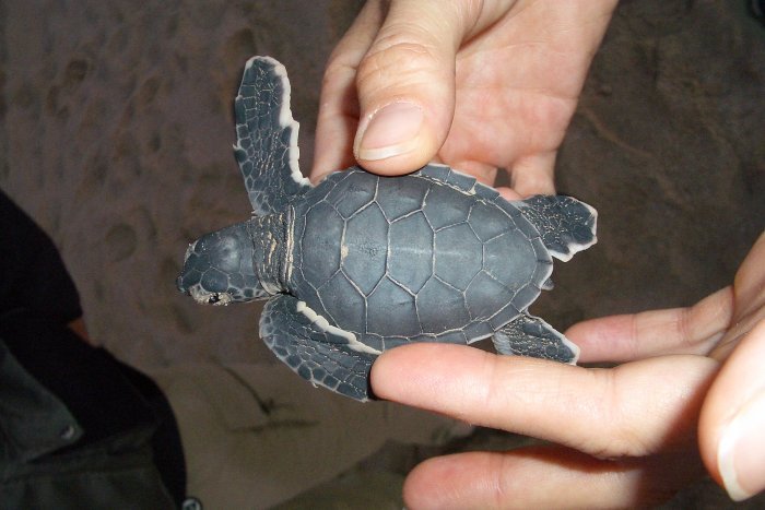 Small Baby Turtle