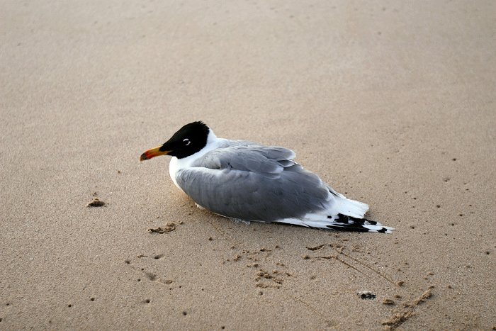 Verletzte Möwe