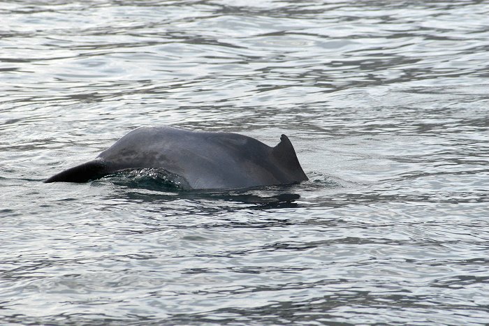 Delfin bei Musandam