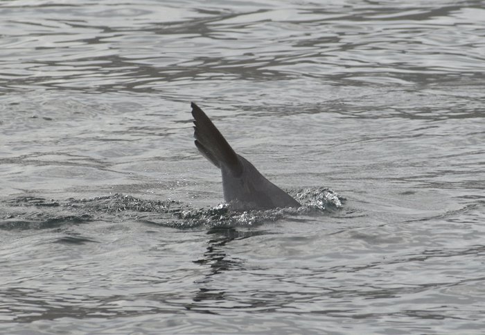 Delfin bei Musandam
