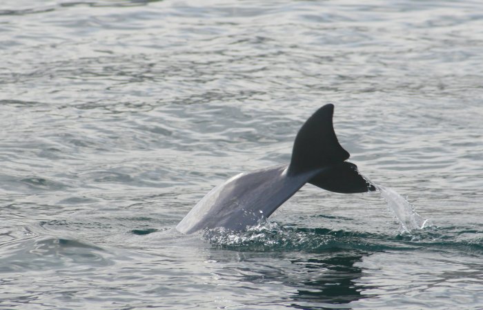 Delfin bei Musandam