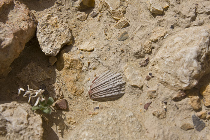 In den Anhöhen findet man überall Fossilien, die wir natürlich nur fotografieren