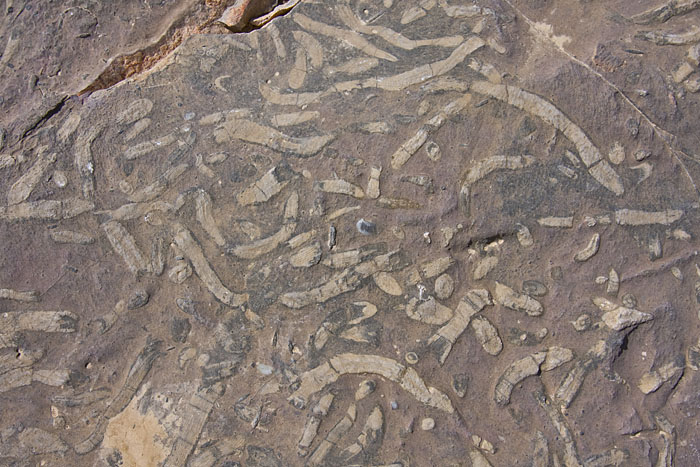 Fossilien I