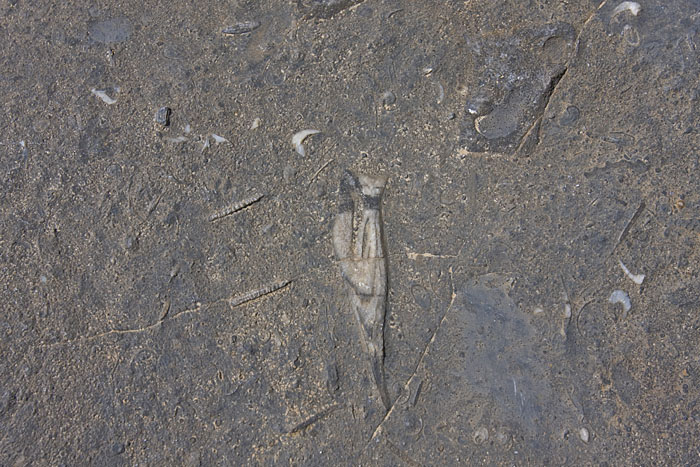 Fossilien II