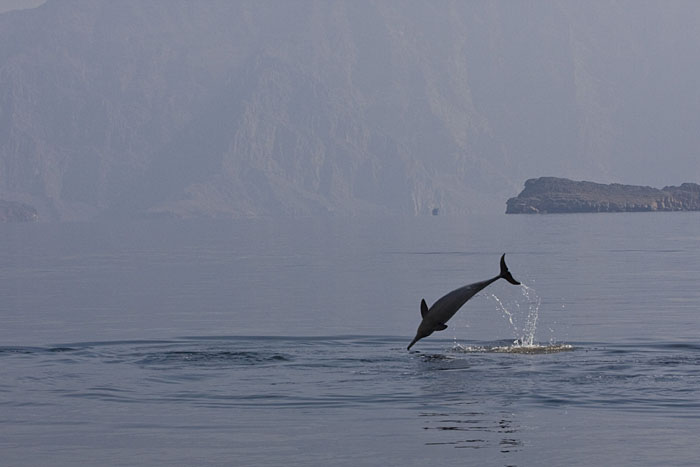 ... vor lauter Freude aus dem Wasser