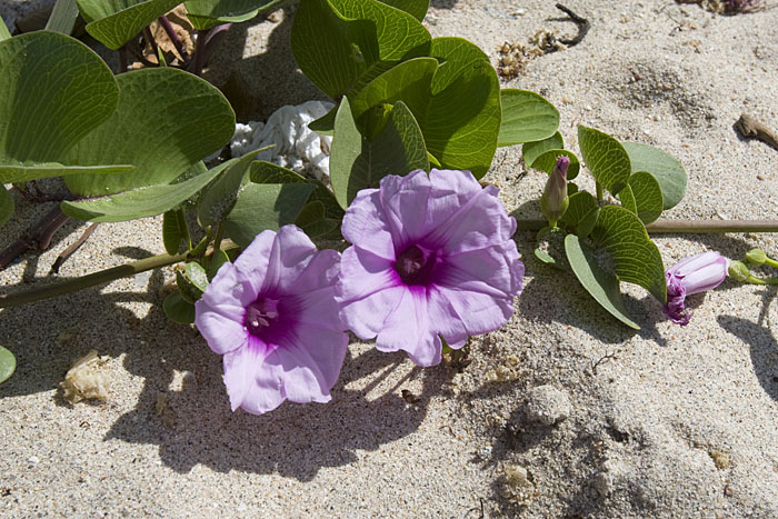 Die schönen Blumen wachsen direkt am Strand