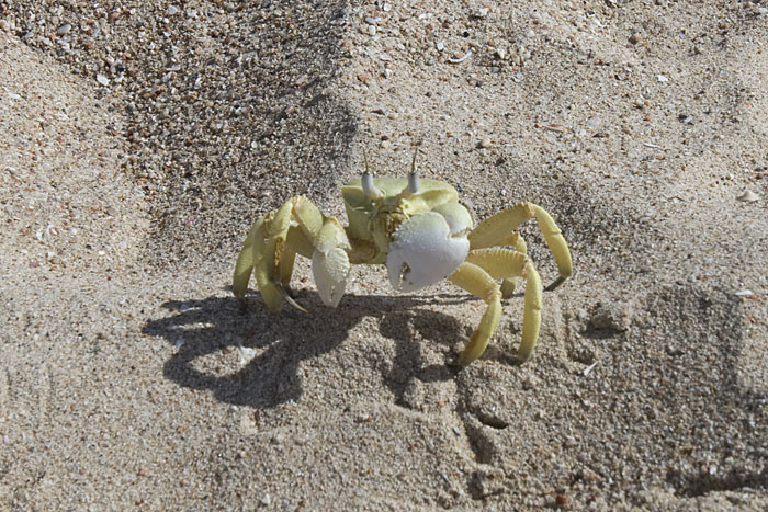 Der ganze Strand ist voller Krabben