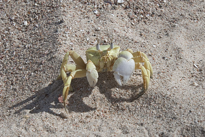 Eine von zahllosen Krabben am Strand von Mirbat