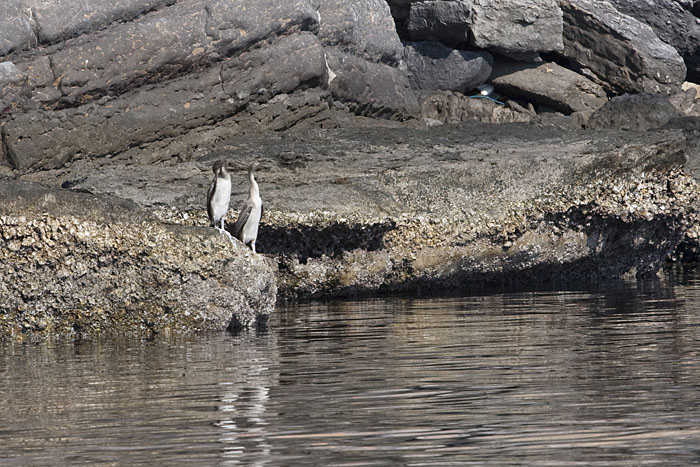 Tauchvögel auf Musandam