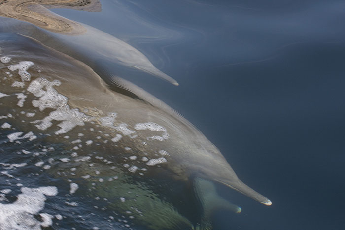 Delfine bei Musandam